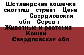 Шотландская кошечка скоттиш - страйт › Цена ­ 1 000 - Свердловская обл., Серов г. Животные и растения » Кошки   . Свердловская обл.